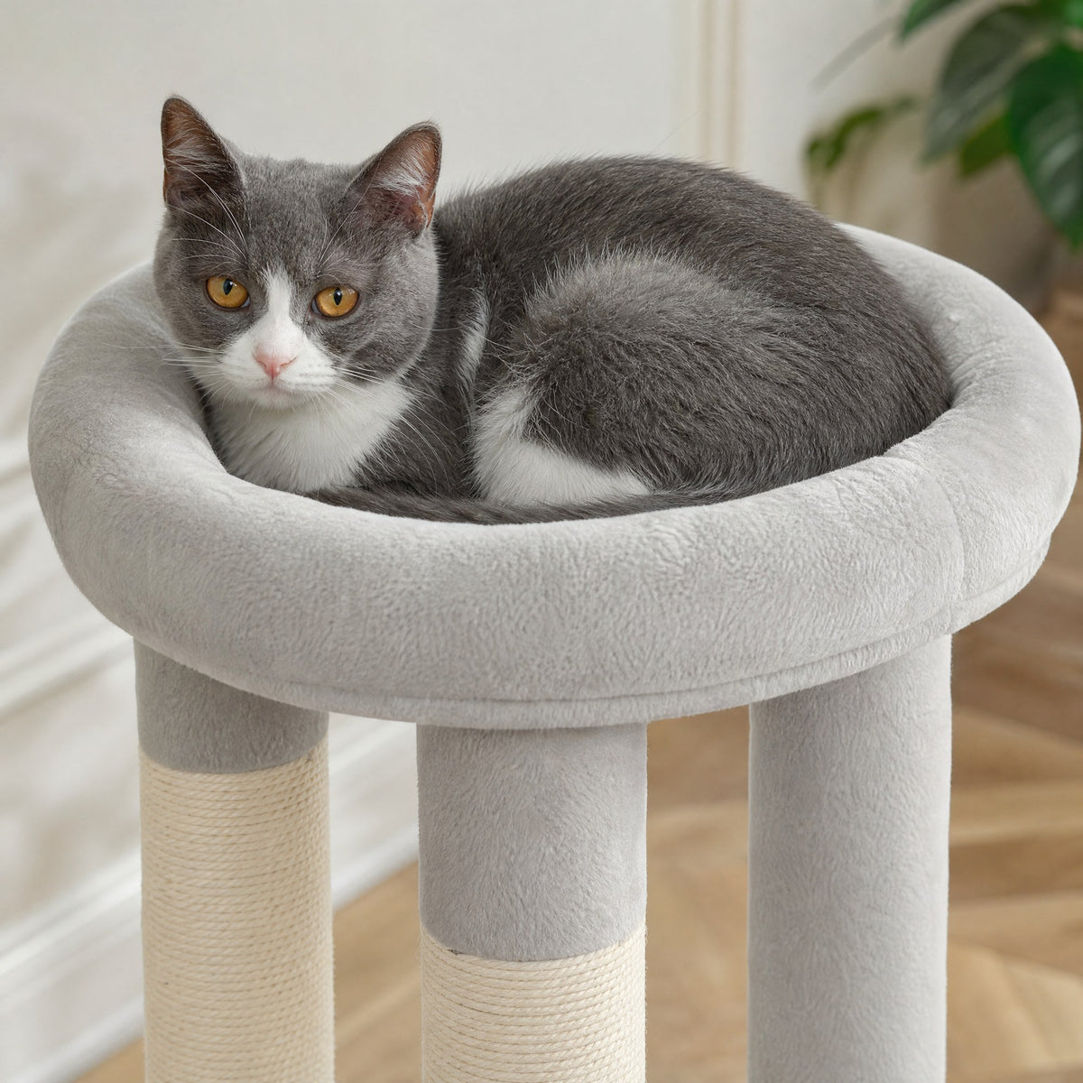Gros plan sur les matières de l'arbre à chat Saule — mise en situation