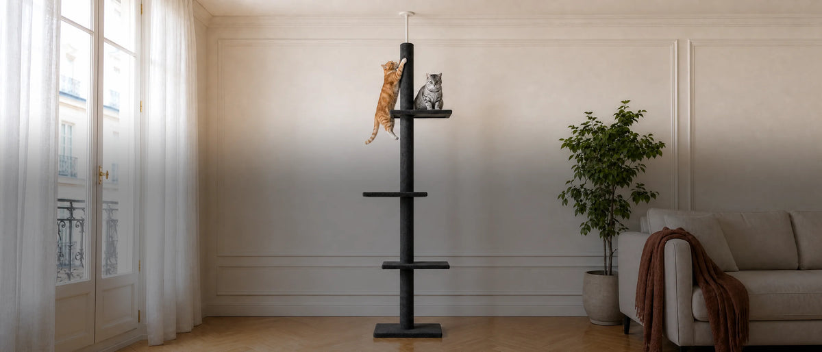 Arbre à chat sol-plafond Nimbus gris dans un salon parisien, un chat sur la plateforme du haut et un chat qui grimpe au poteau — mise en situation
