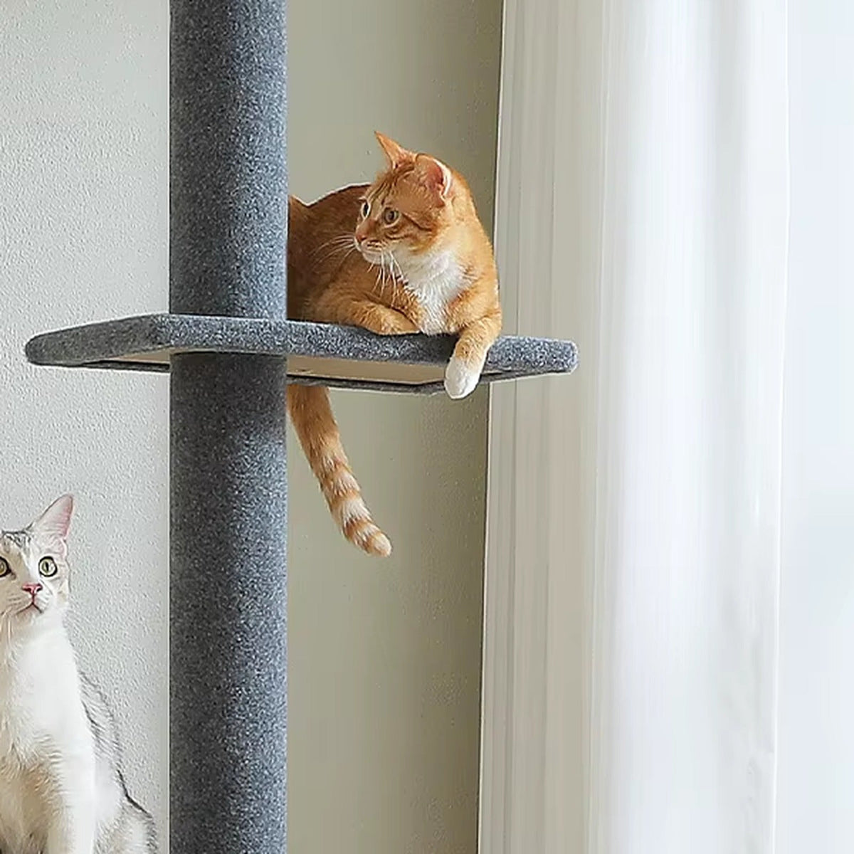 Nimbus — chat sur la plateforme haute (photo du fabricant)