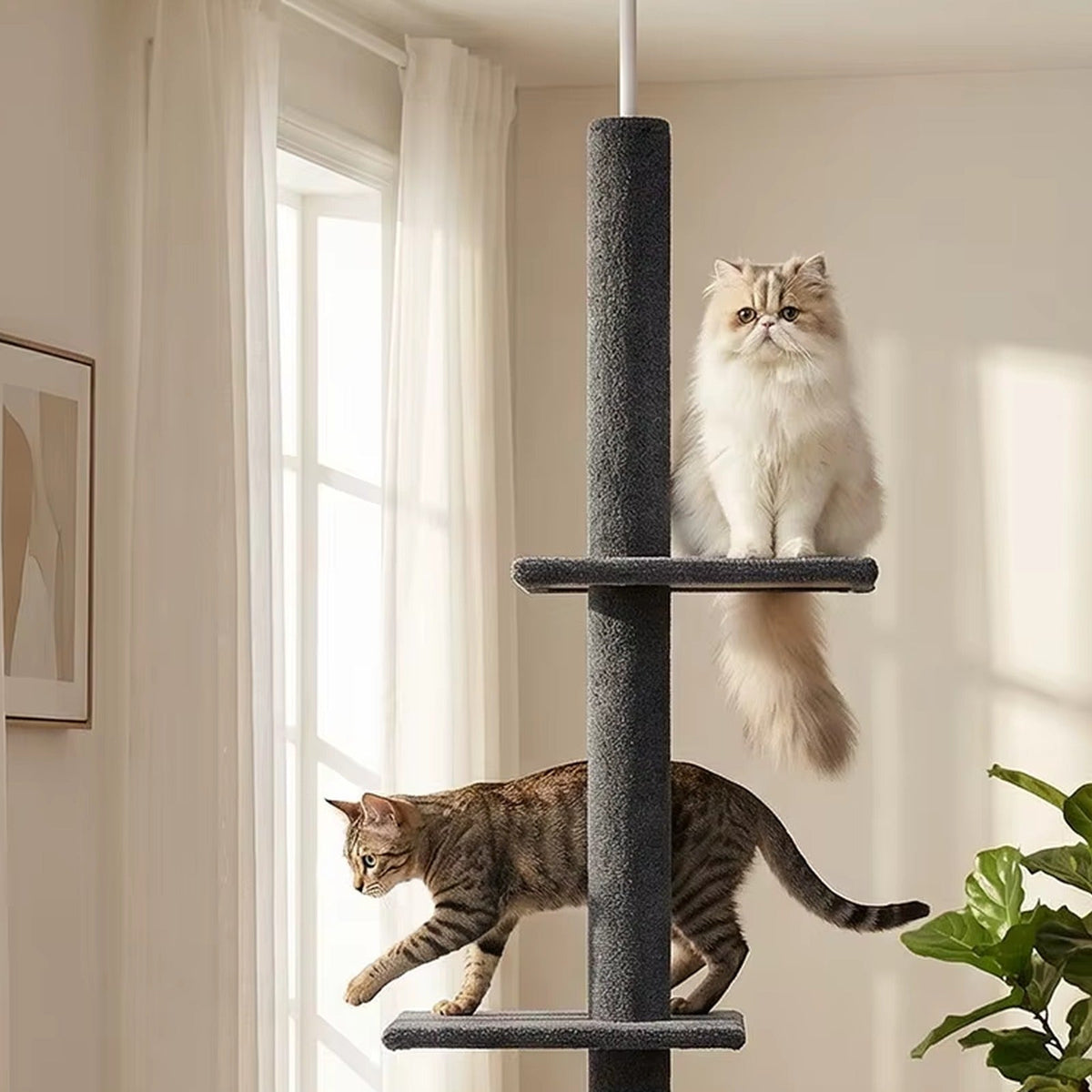Nimbus — chat qui grimpe entre deux plateformes (photo du fabricant)