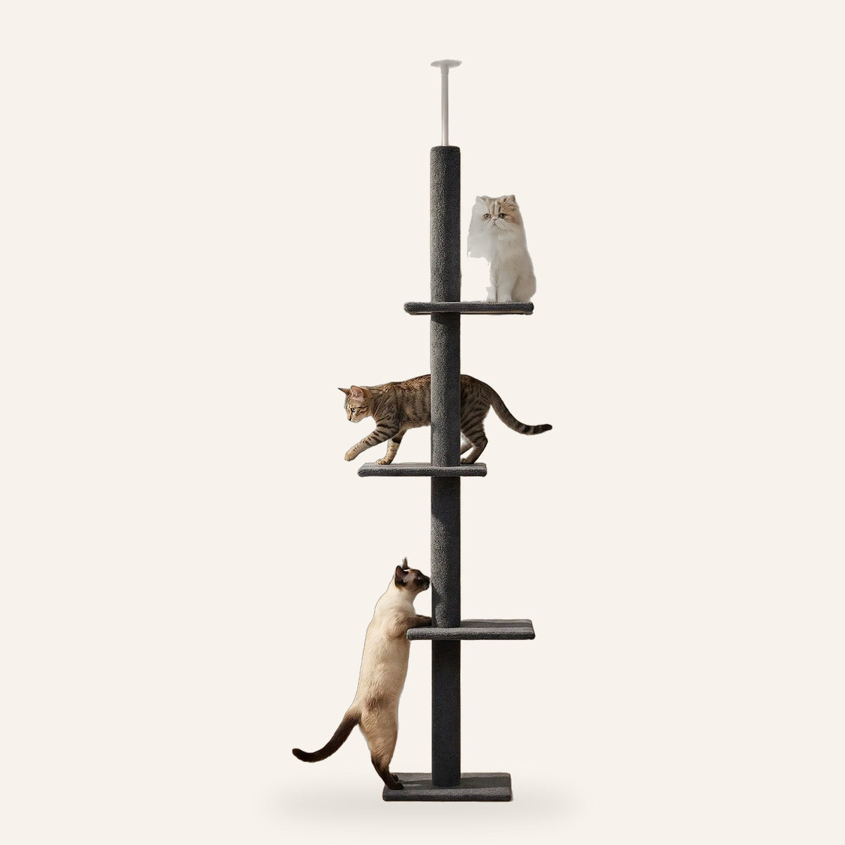 Arbre à chat sol-plafond Nimbus avec trois chats — photo du fabricant détourée, fond studio